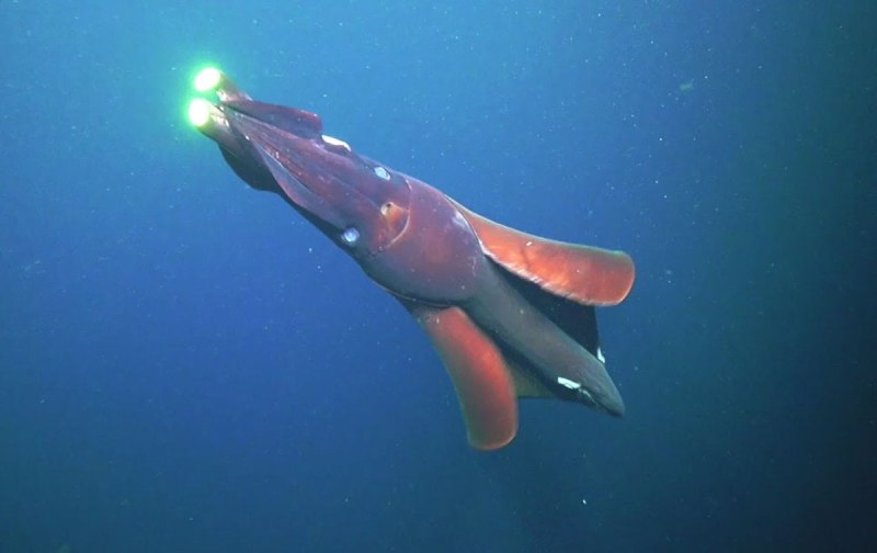 Flasher Squid