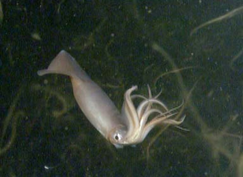 Гигантский кальмар Dosidicus Gigas