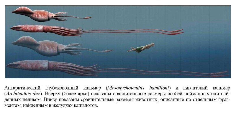 Гигантский глубоководный кальмар