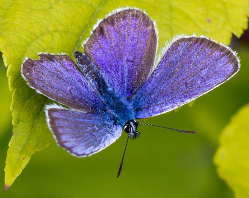 Бабочка голубянка (Lycaenidae)