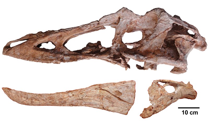 Qianzhousaurus sinensis скелет