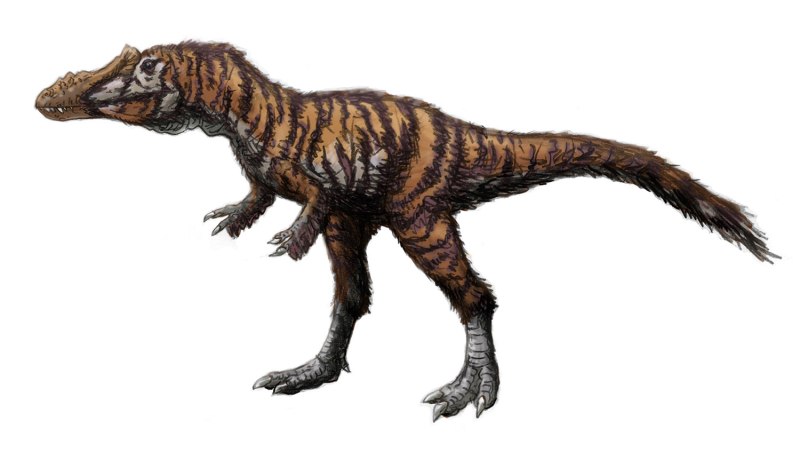 Alioramus sinensis