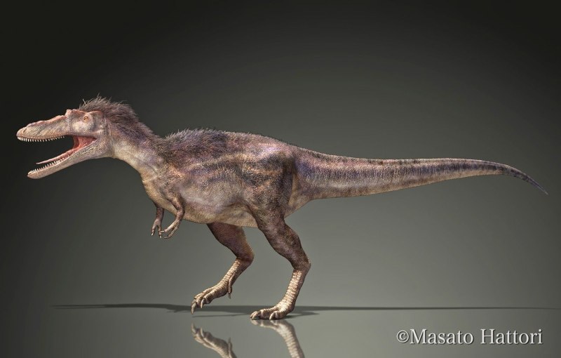Alioramus sinensis