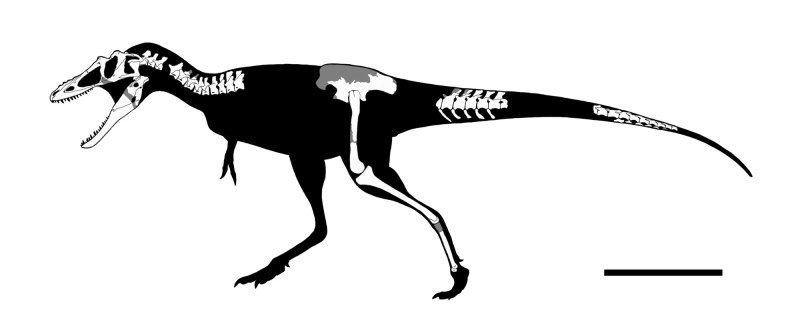 Majungasaurus Атучин