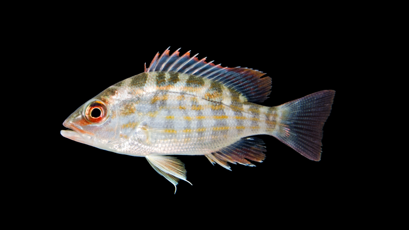 Lutjanus fulvus