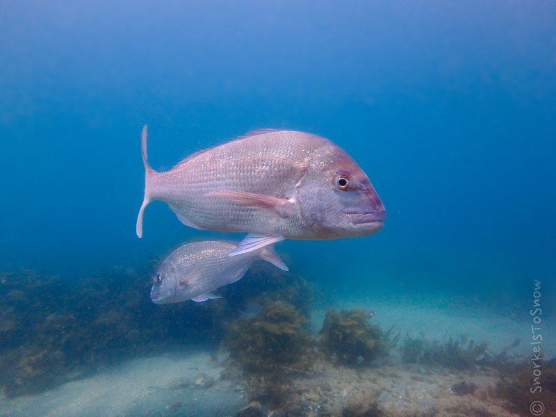 Snapper Fish