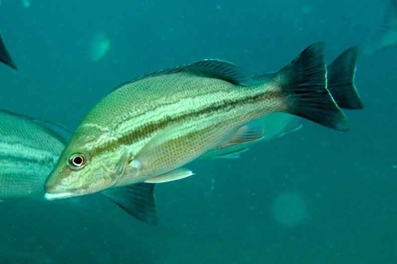Lutjanus lunulatus