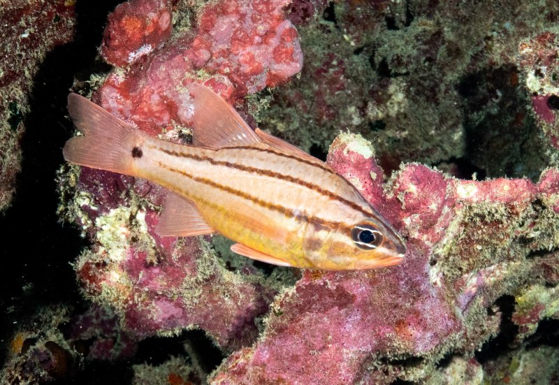 Apogon leptacanthus
