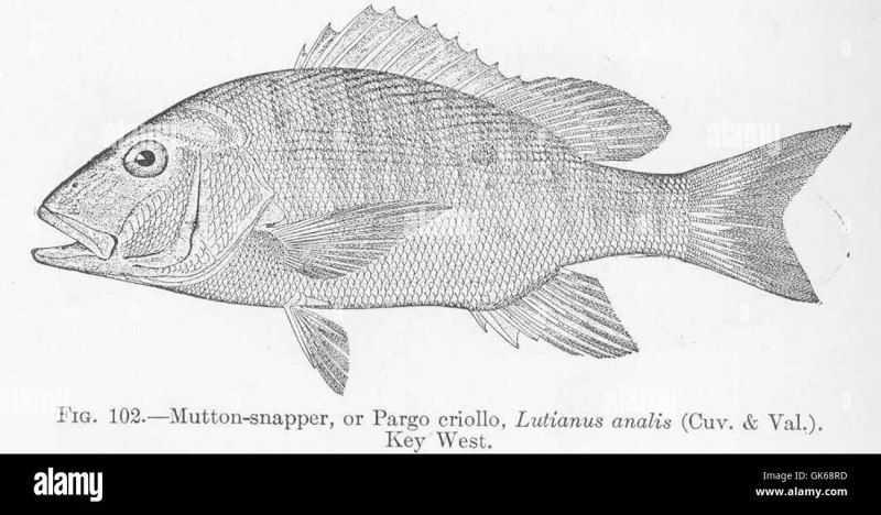 Haemulon macrostomum