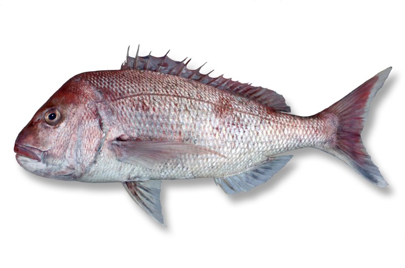 Pagrus auratus