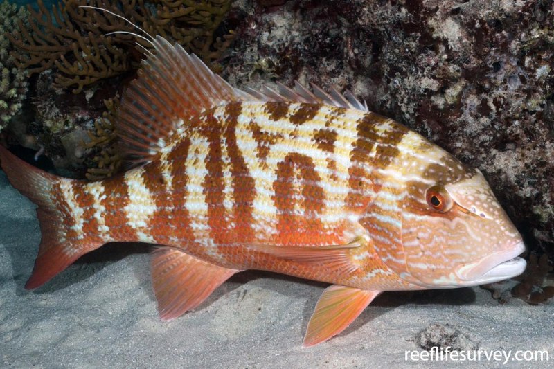 Symphorichthys spilurus