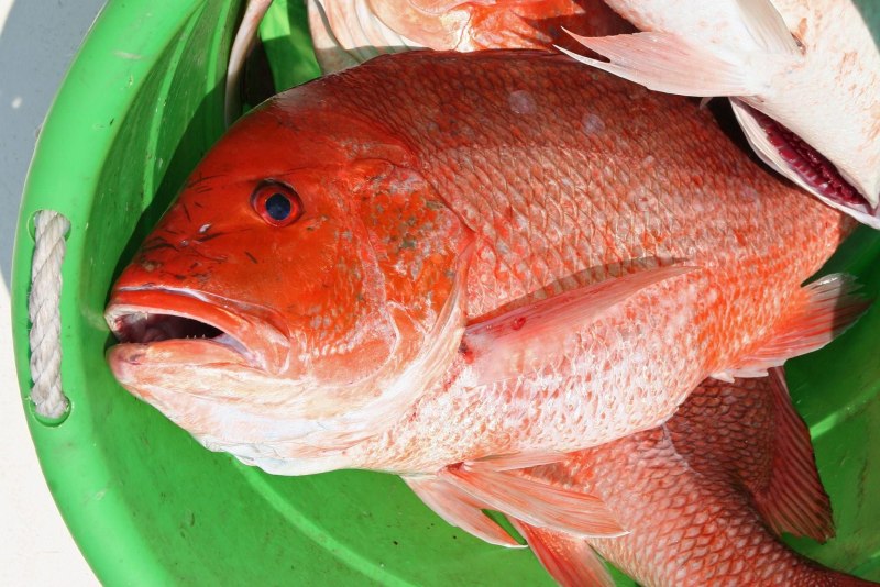 Red Snapper рыба