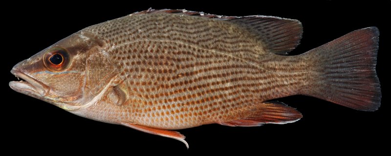 Limnocottus griseus