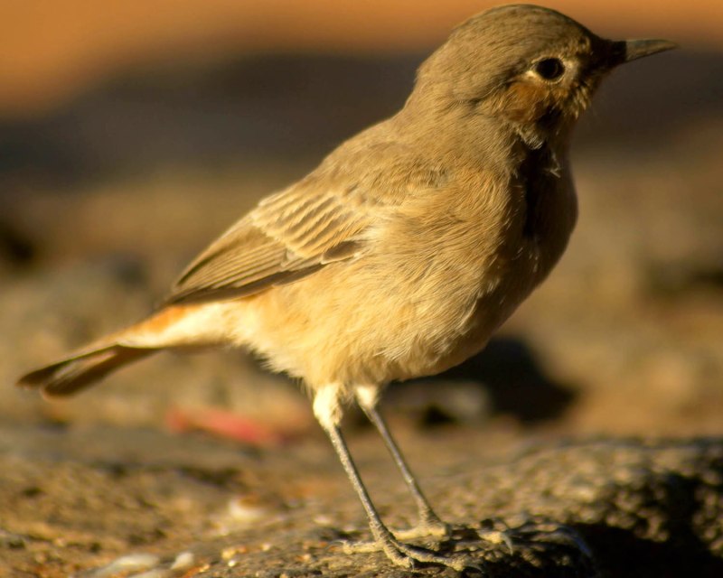 Oenanthe familiaris