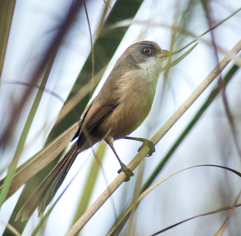 Hartlaub's Babbler