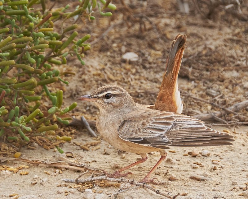 Southern Scrub Robin