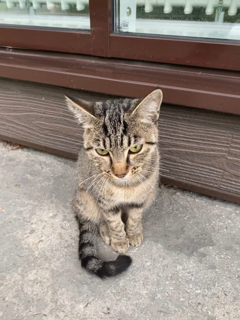 Дикий Лесной кот Геленджик