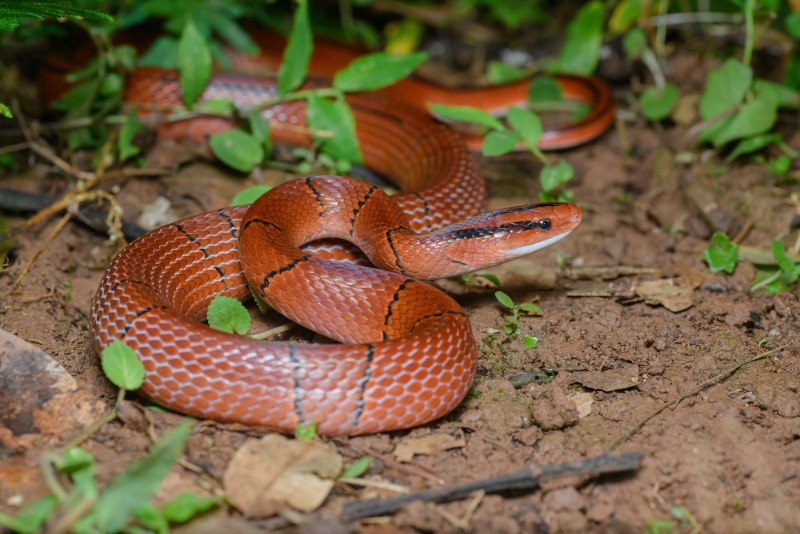 Oreocryptophis porphyraceus pulchra