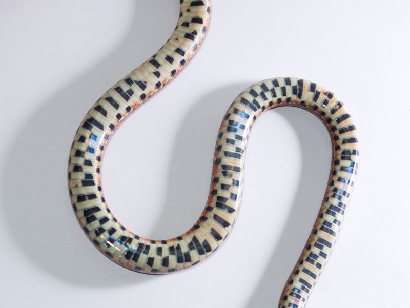 Euprepiophis conspicillata