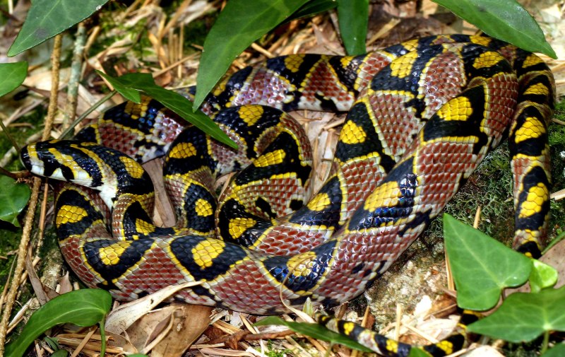Euprepiophis mandarinus