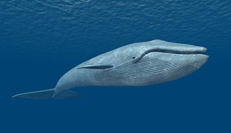 Голубой кит Balaenoptera musculus