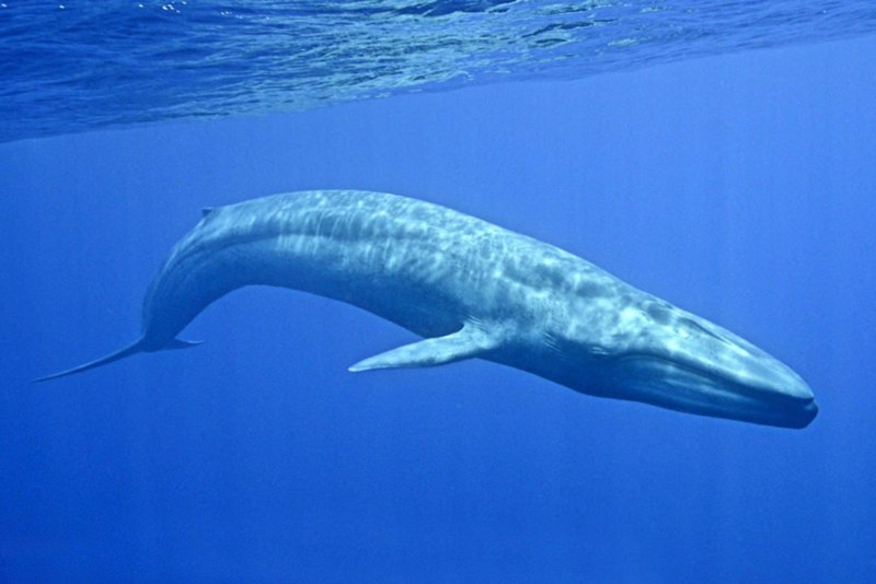 Голубой кит Balaenoptera musculus