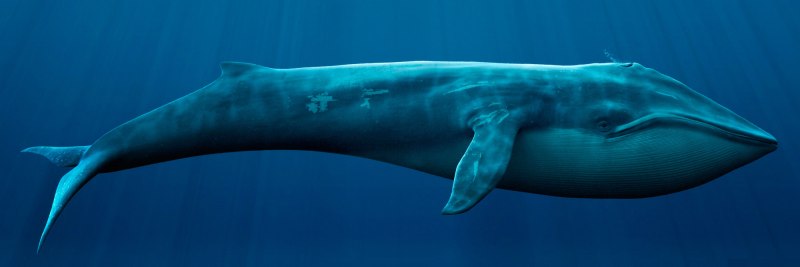 Голубой кит Balaenoptera musculus