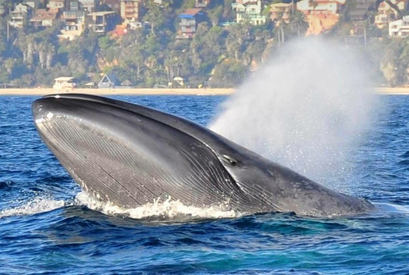 Голубой кит Balaenoptera musculus