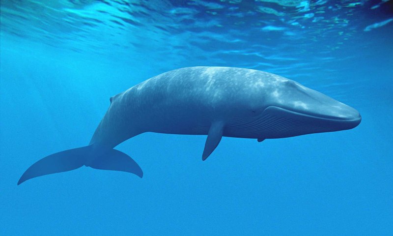 Голубой кит Balaenoptera musculus