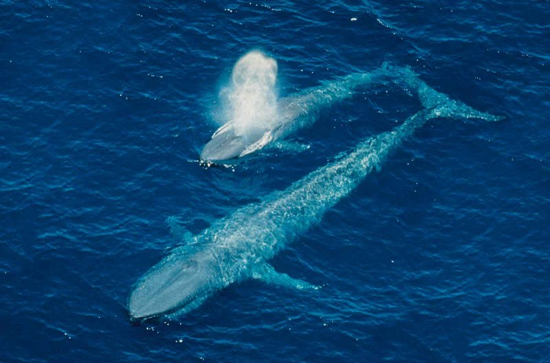 Голубой кит Balaenoptera musculus
