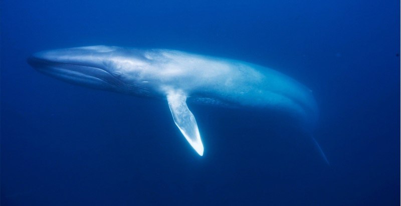 Голубой кит Balaenoptera musculus