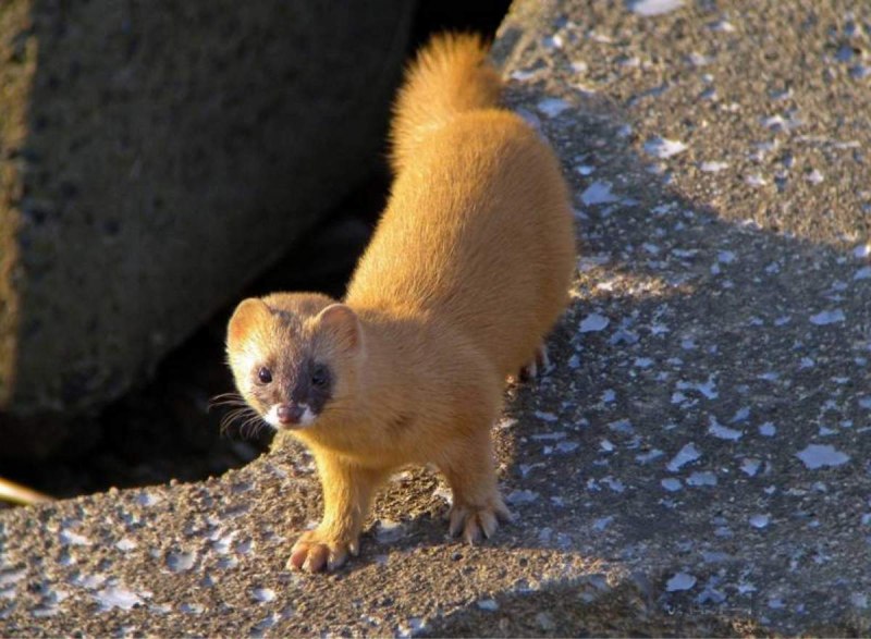 Колонок Mustela sibirica