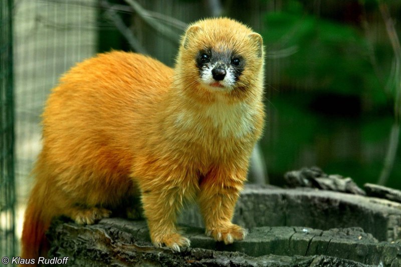 Колонок Mustela sibirica