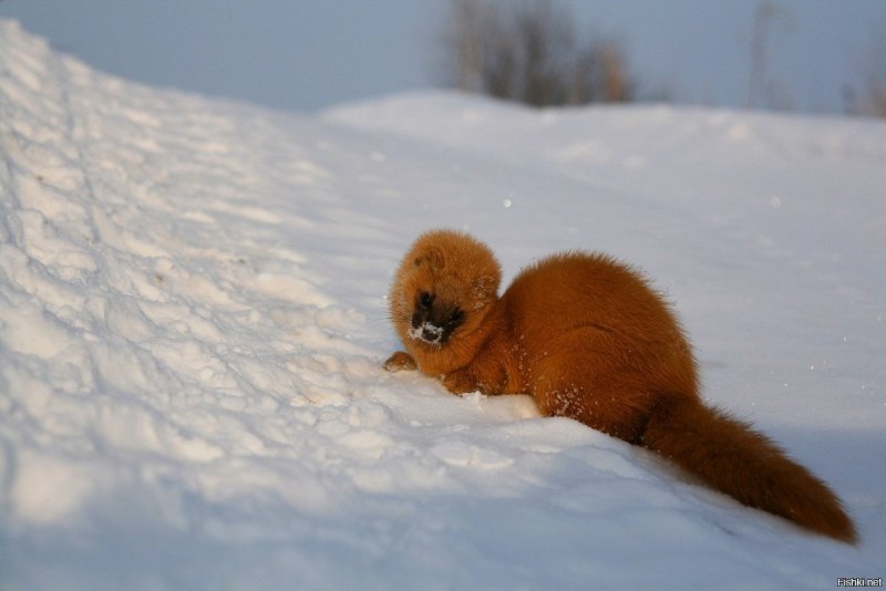 Колонок животное