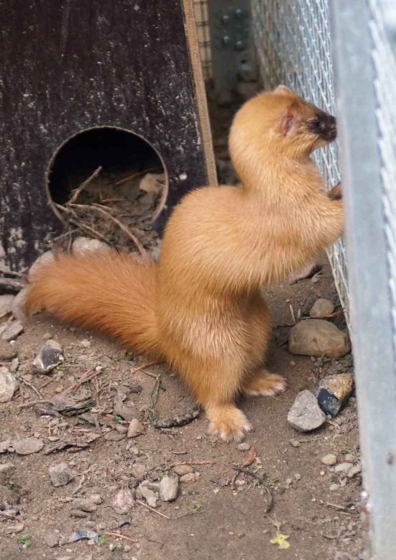 Колонок – Mustela sibirica Pallas