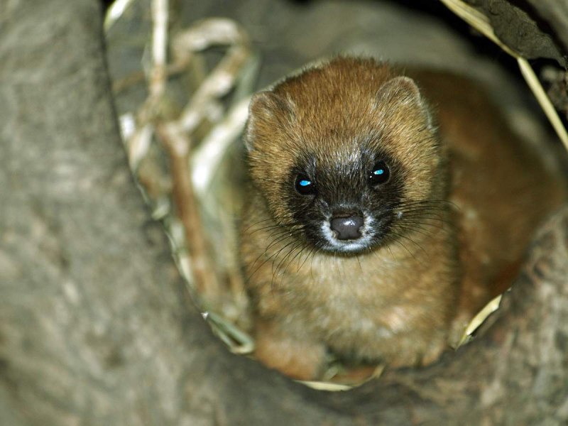 Сибирский колонок Mustela sibirica