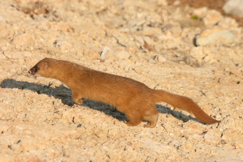 Колонок Mustela sibirica