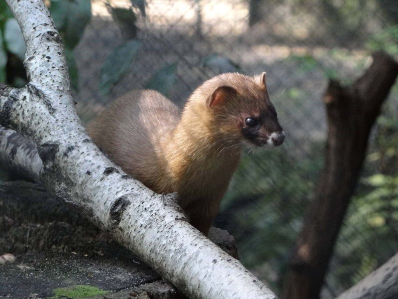 Сибирский колонок Mustela sibirica