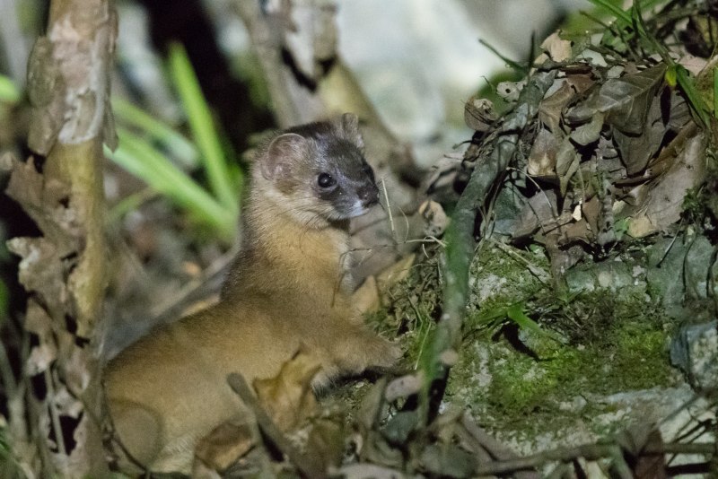 Колонок Mustela sibirica