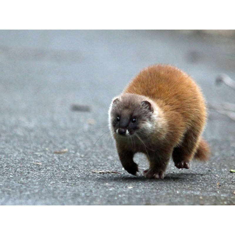 Mustela sibirica itatsi