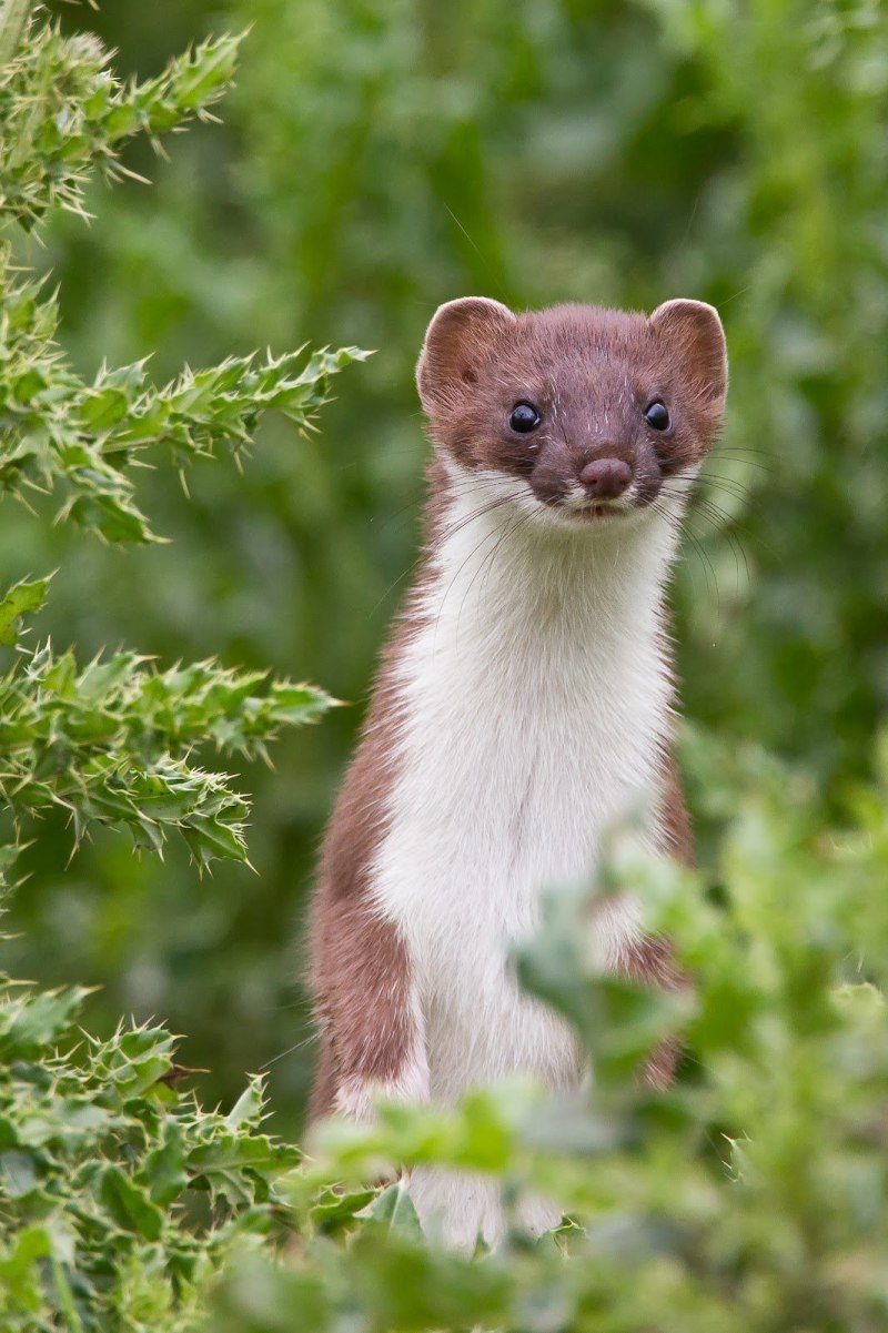 Горностай (Mustela erminea)