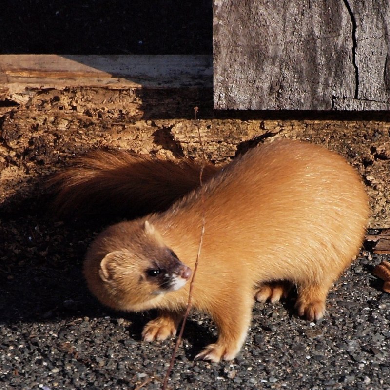 Колонок Mustela sibirica