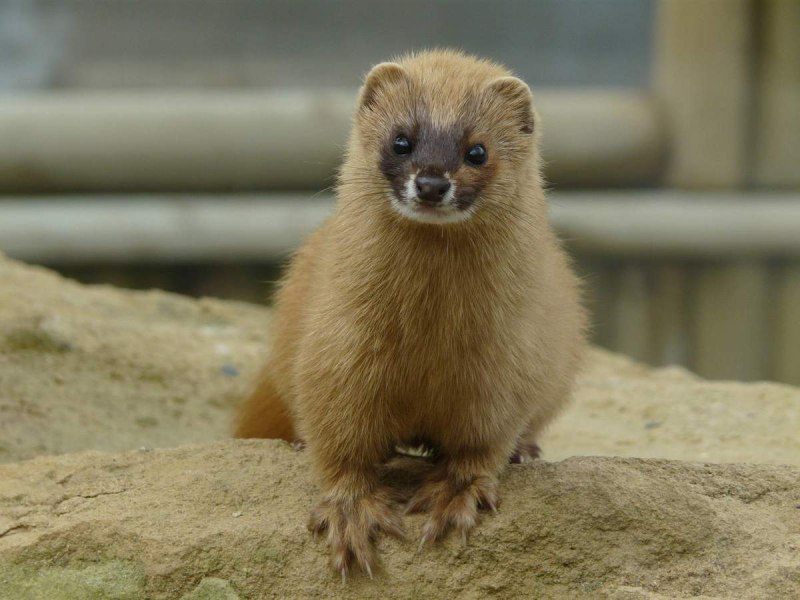 Сибирский колонок Mustela sibirica
