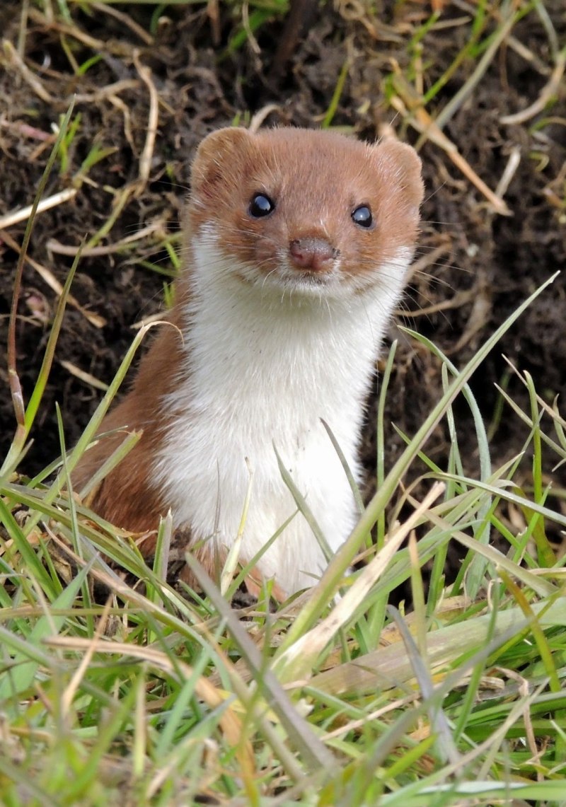Сибирский колонок Mustela sibirica