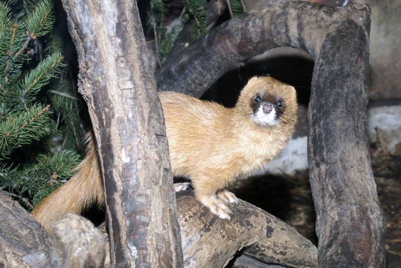 Колонок – Mustela sibirica Pallas