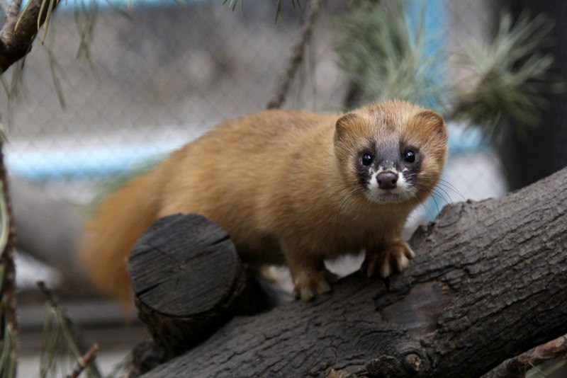 Колонок Mustela sibirica Pallas, 1773