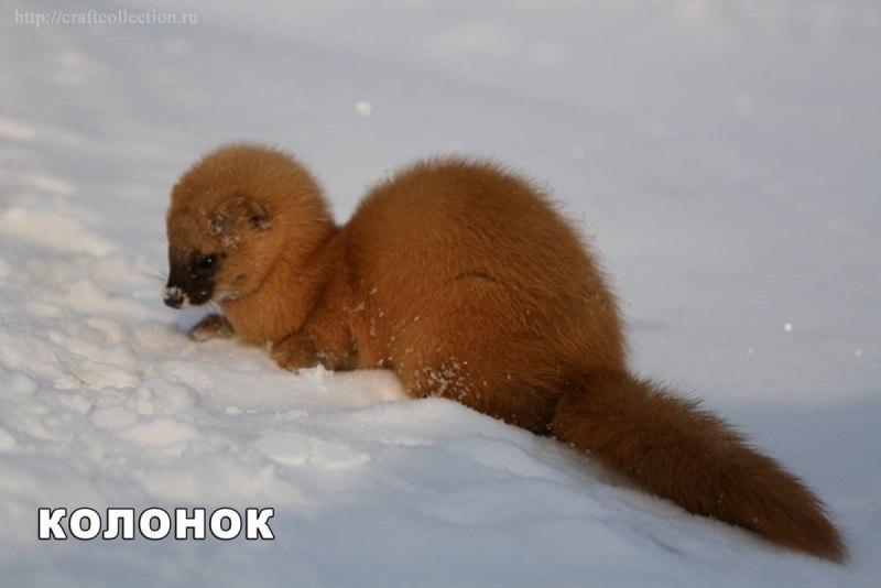 Сибирский колонок Mustela sibirica
