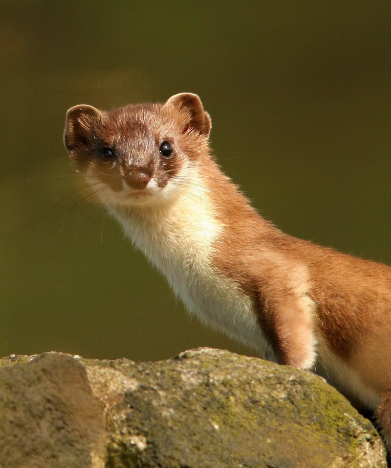 Горностай (Mustela erminea)
