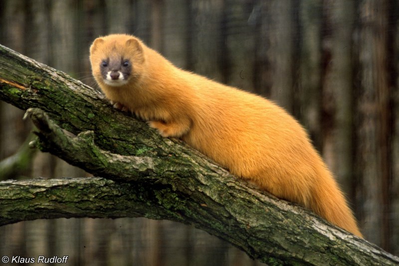 Сибирский колонок Mustela sibirica