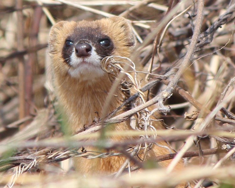 Mustela itatsi